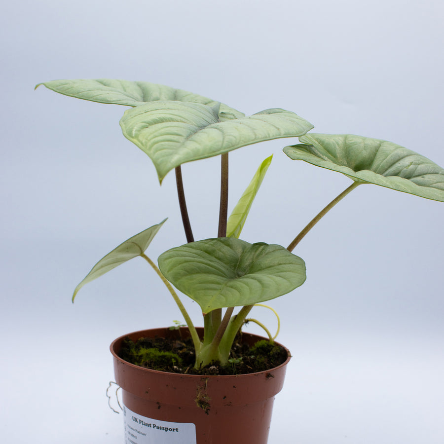 Alocasia 'Platinum'
