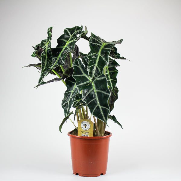 Alocasia 'Polly'