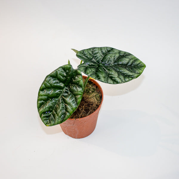 Alocasia sinuata