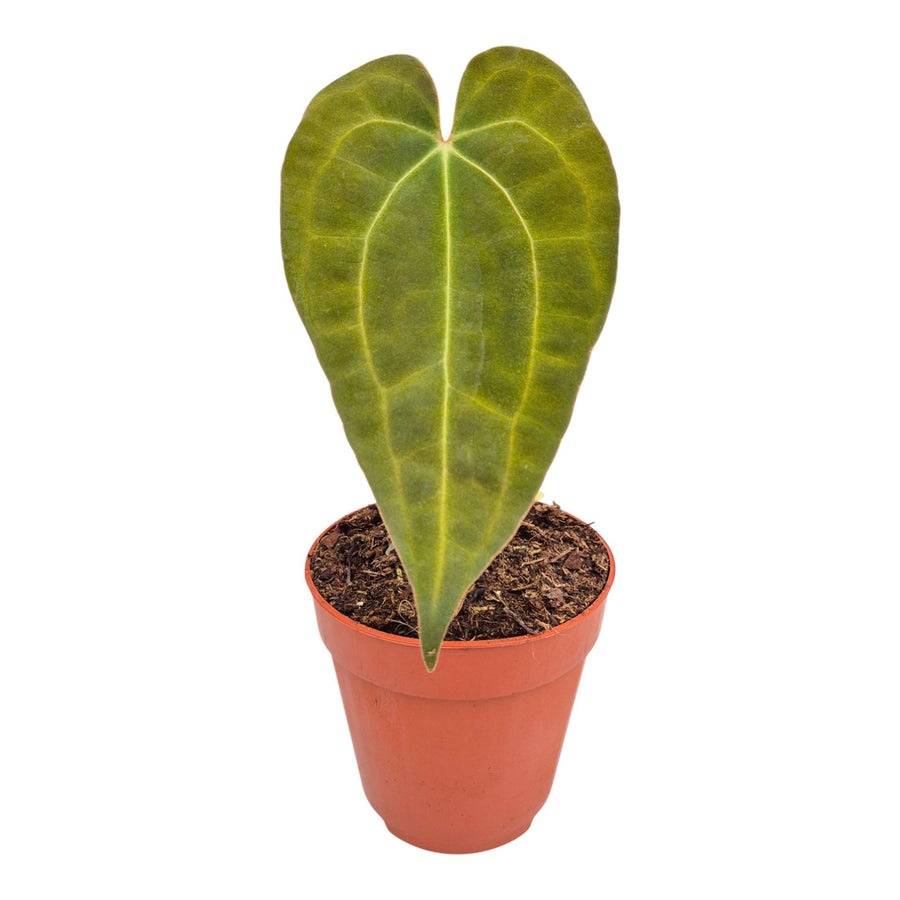 Anthurium 'Dark Mama' × 'Ace of Spades'