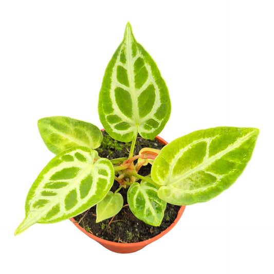 Anthurium DocBlock Briëlle® '16' X Briëlle® '16'