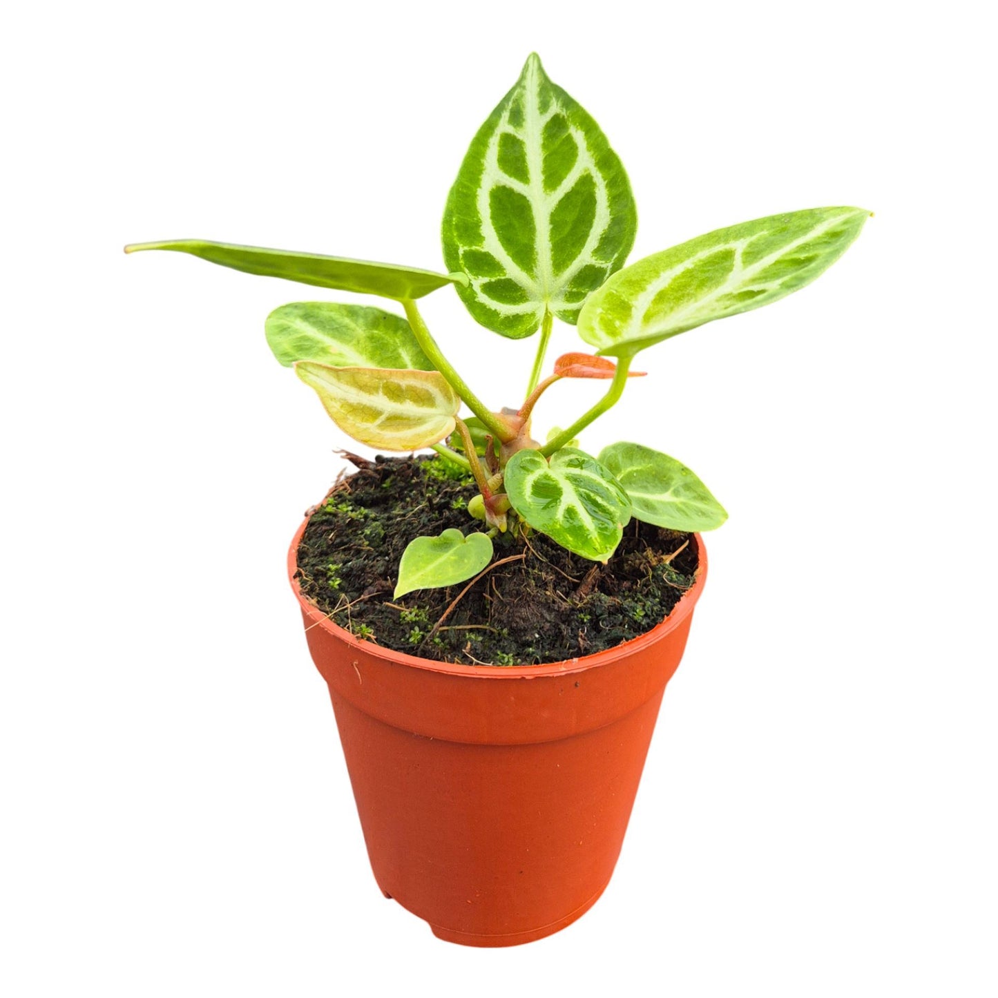 Anthurium DocBlock Briëlle® '16' X Briëlle® '16'