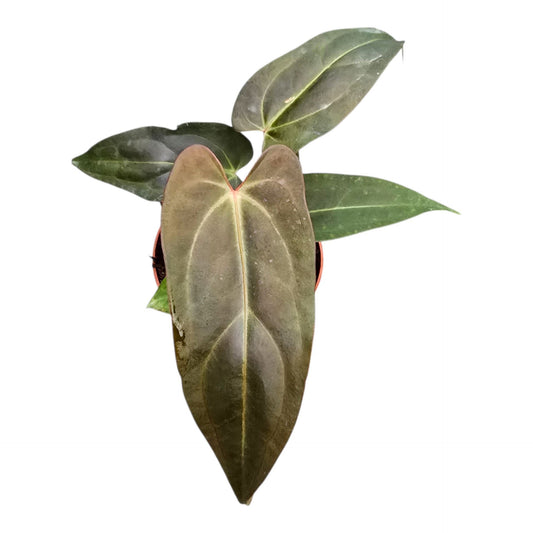 Anthurium DocBlock Dark & Handsome® '9' X Dark & Handsome® '9'