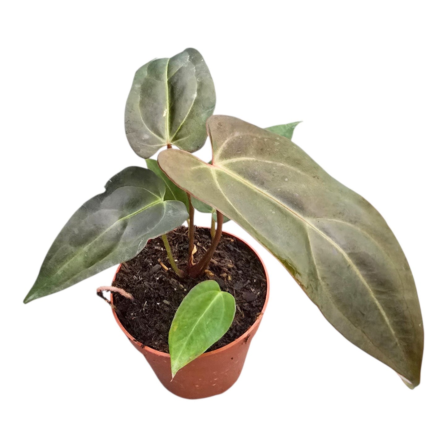 Anthurium DocBlock Dark & Handsome® '9' X Dark & Handsome® '9'