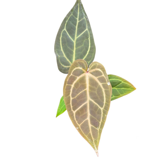 Anthurium DocBlock Dark & Handsome® '9' X Zara ® '33'