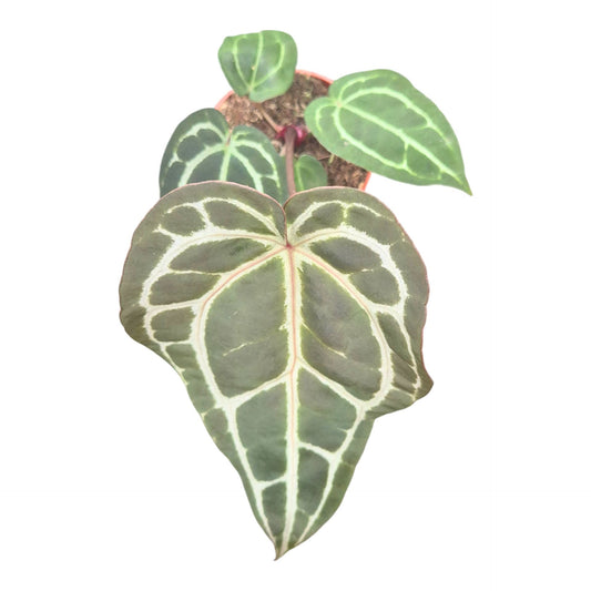 Anthurium DocBlock Michelle® '1' X Michelle® '11'