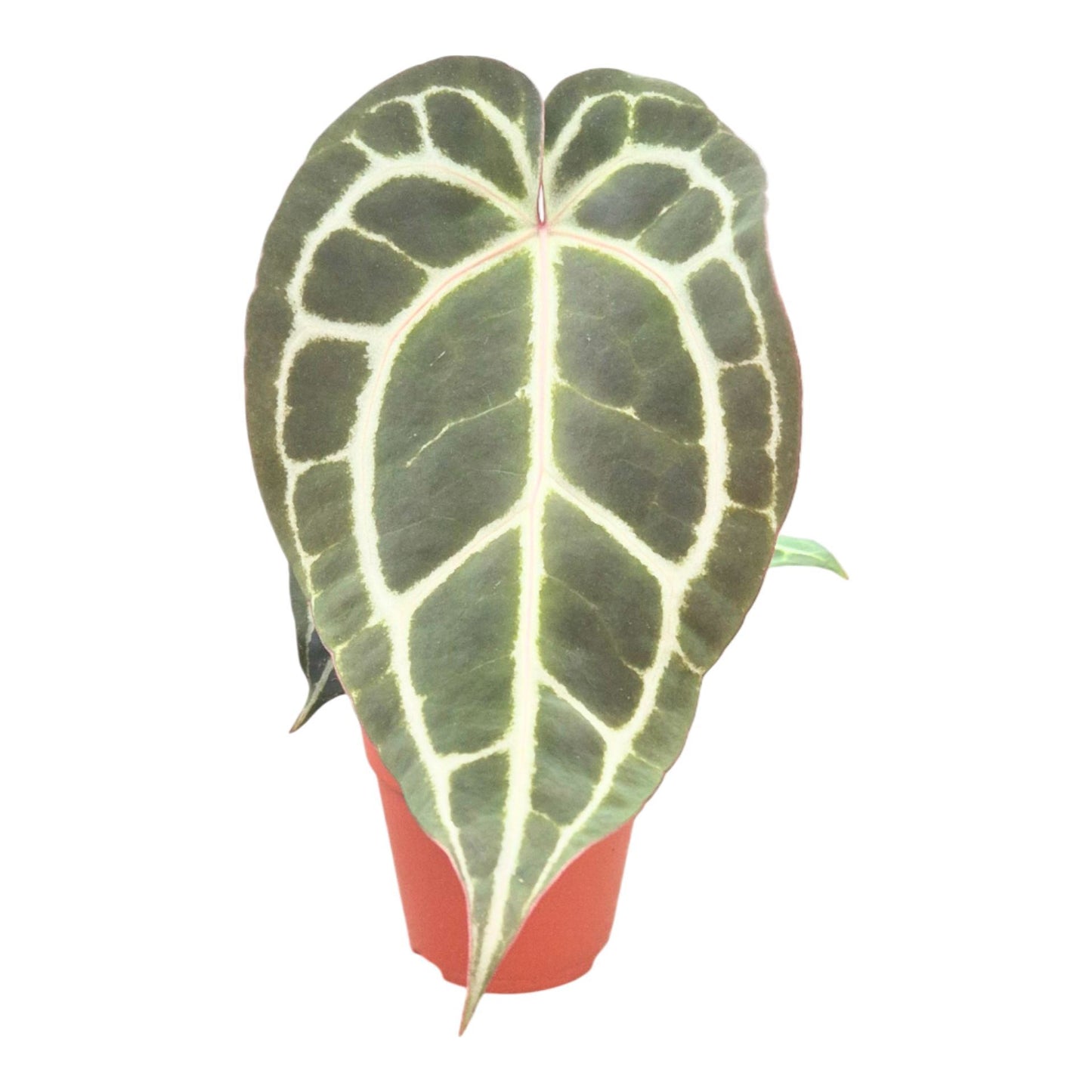 Anthurium DocBlock Michelle® '1' X Michelle® '11'