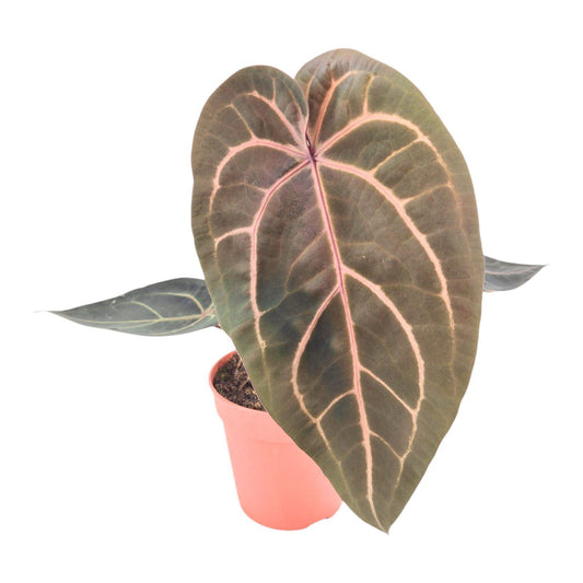 Anthurium DocBlock Red Velvet Cake® '24' X Home Sweet Home® '32'