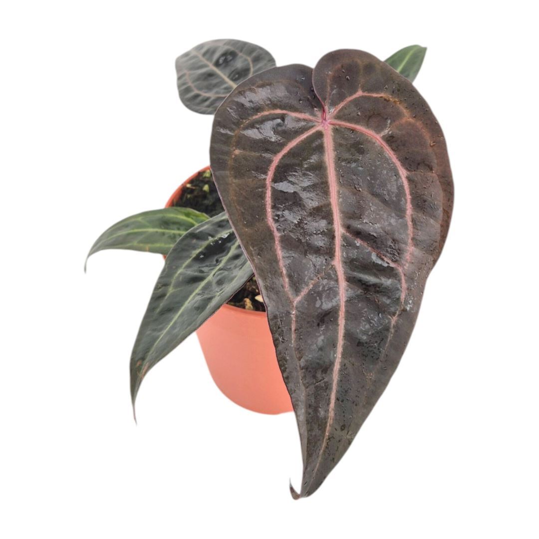 Anthurium DocBlock Red Velvet Cake® '24' X Red Velvet Cake® '24'