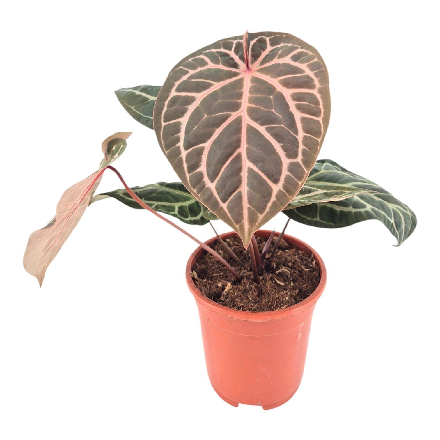 Anthurium DocBlock Zara® '14' X Home, Sweet Home® '32' – Emm's Plant House