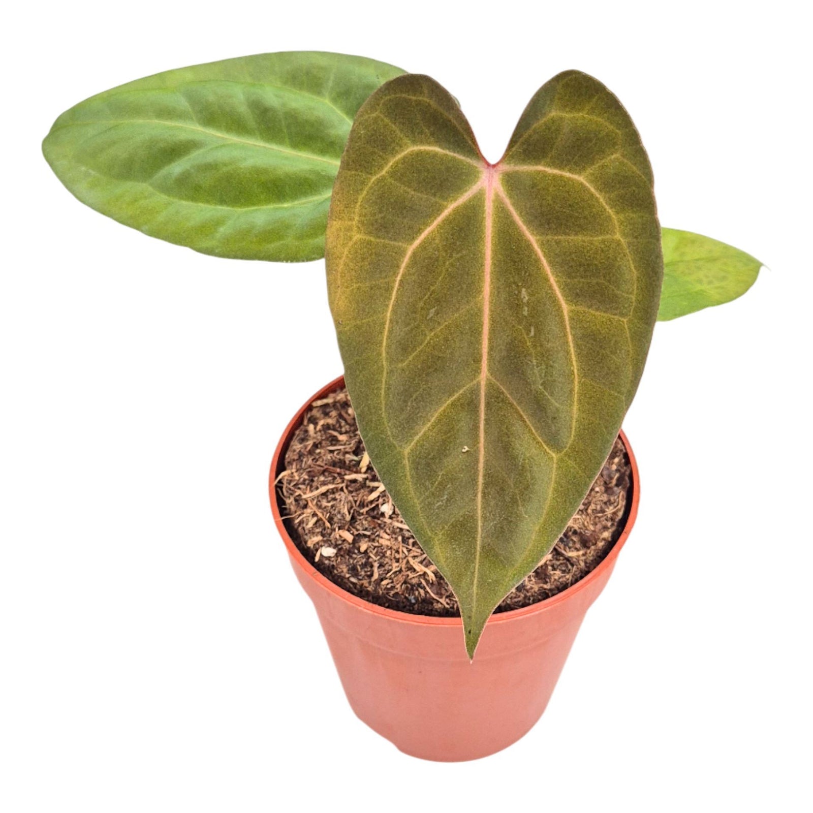 Anthurium 'Goliath' × 'Bloodqueen'