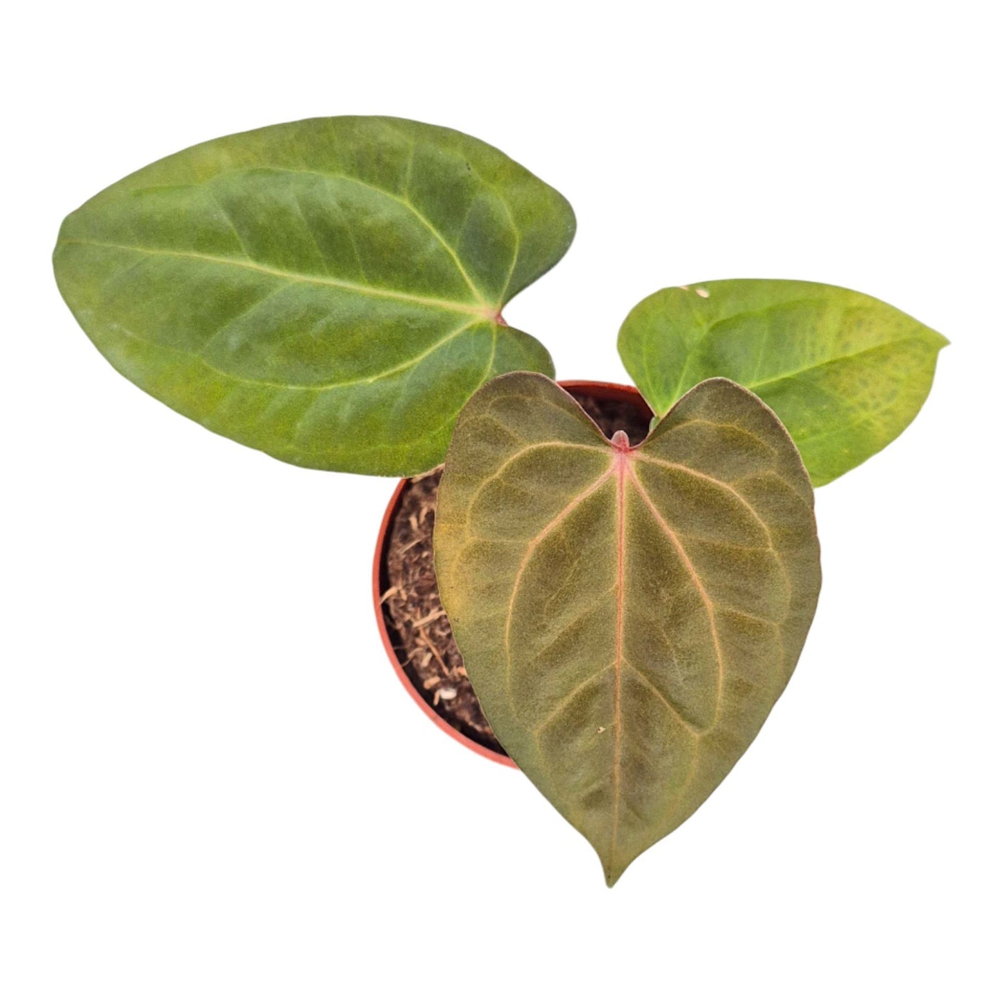 Anthurium Goliath x Bloodqueen