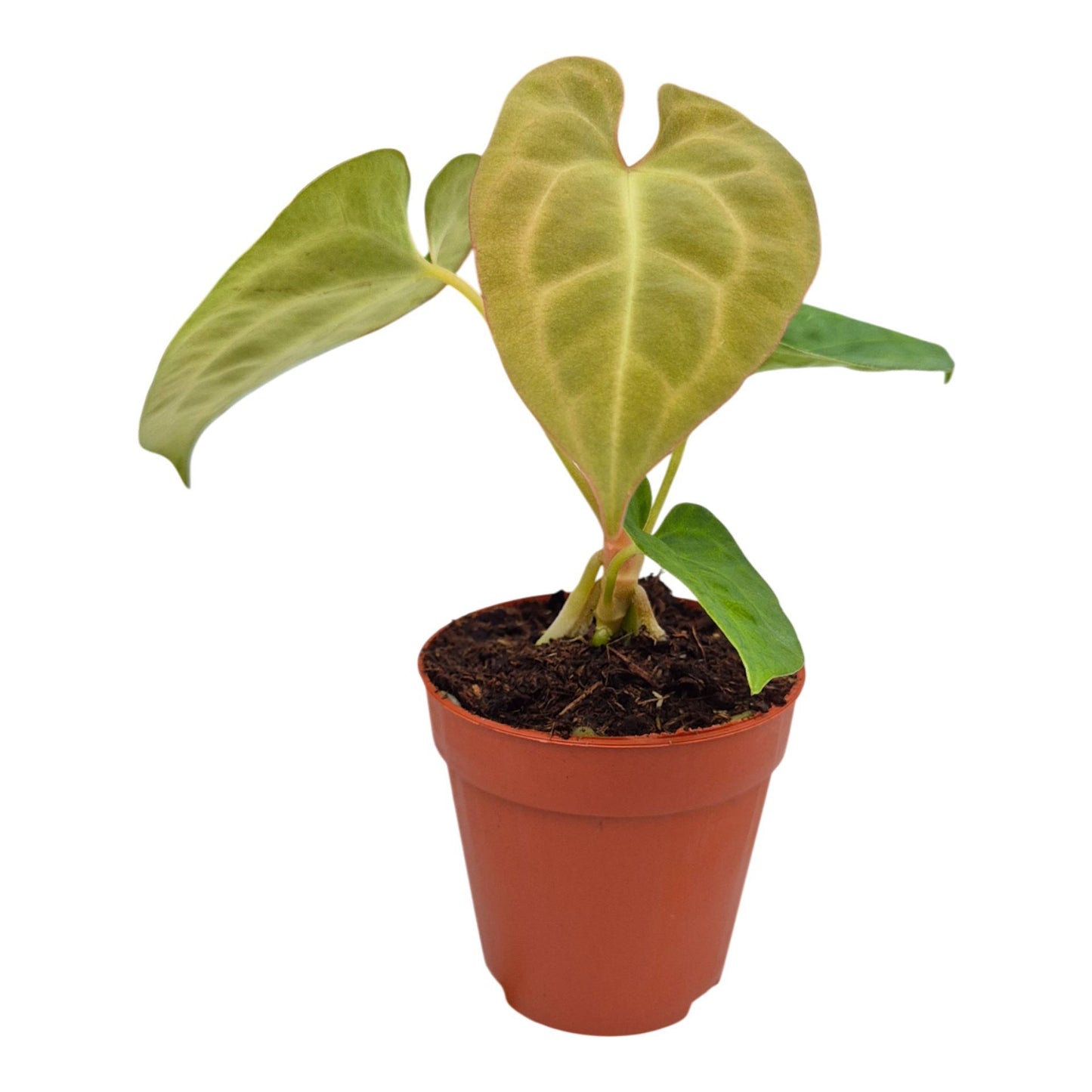 Anthurium King of Spades x Forgetill x Goliath