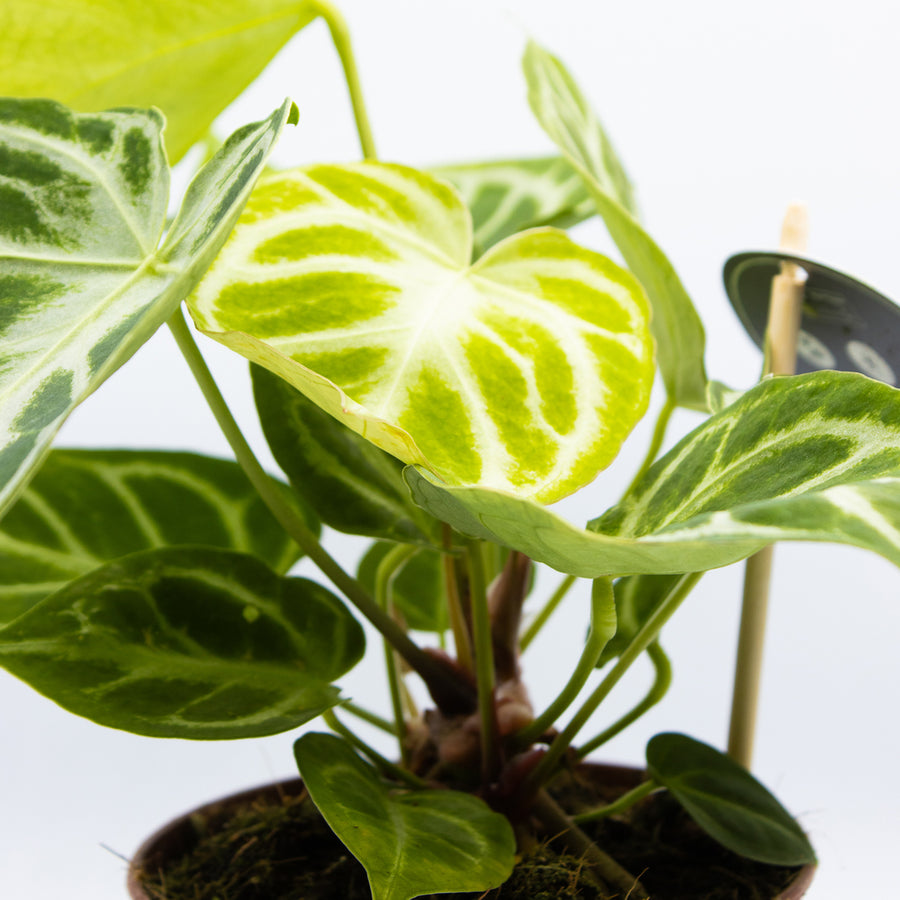 Anthurium crystallinum 'Silver Blush'
