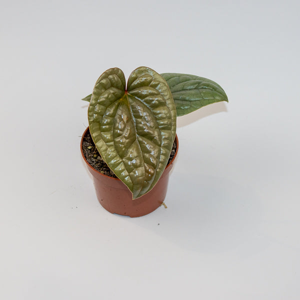 Anthurium luxurians