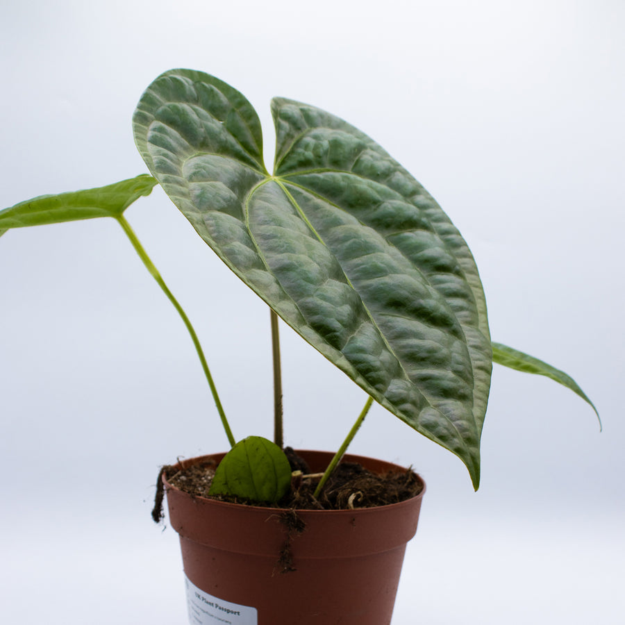 Anthurium magnificum × luxurians