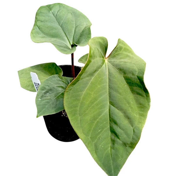 Anthurium dressleri 'Progeny'