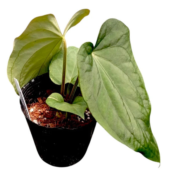 Anthurium dressleri 'Progeny'