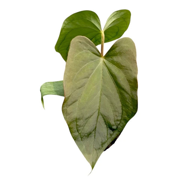 Anthurium dressleri 'Progeny'