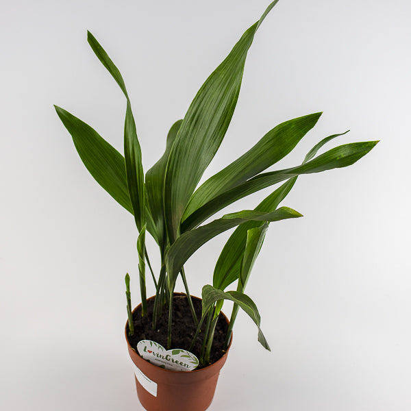 Aspidistra Elatior