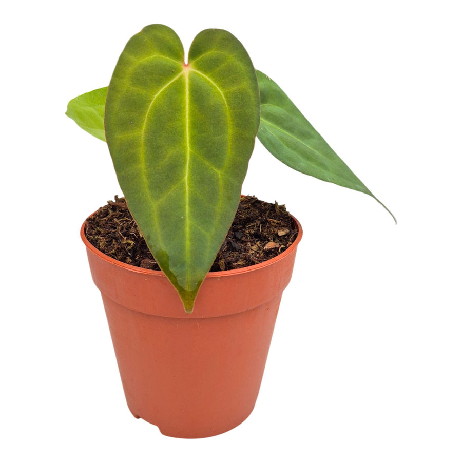 Anthurium 'Ace of Spades' × 'Blue Papillilaminum'