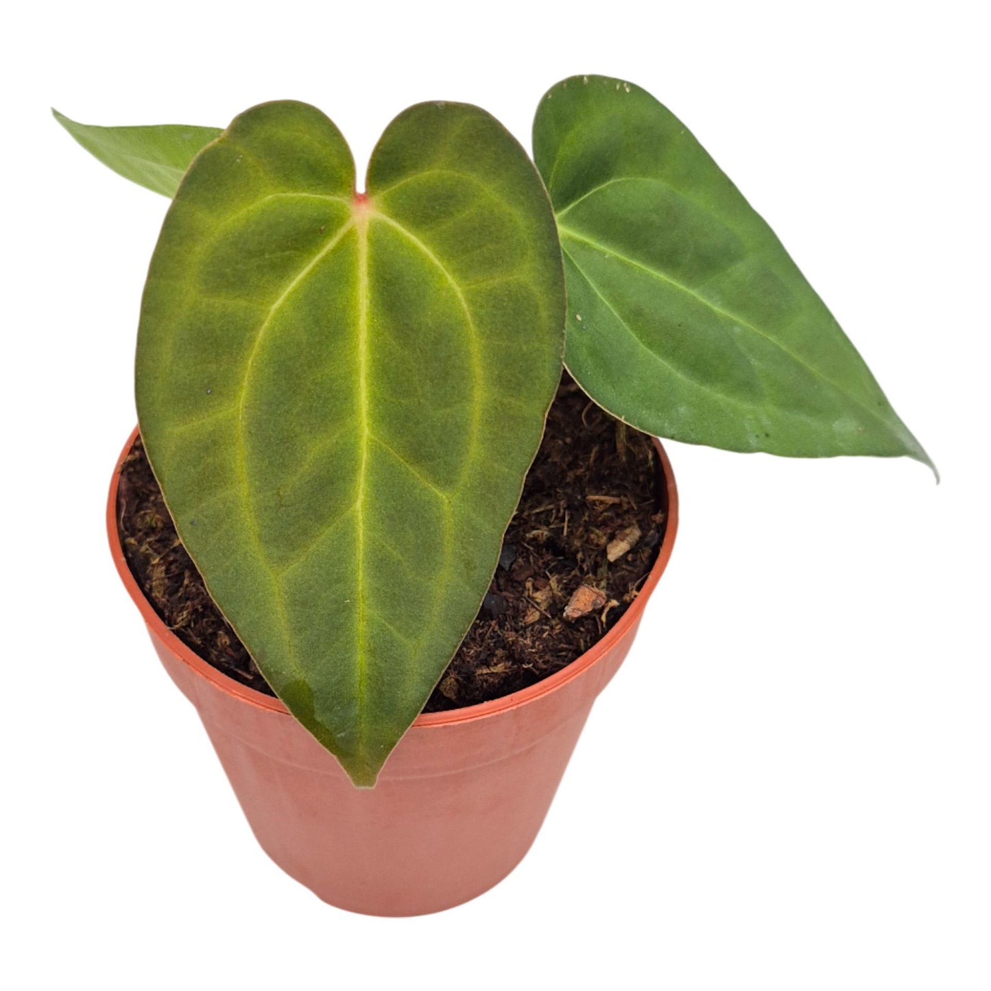 Anthurium Ace of Spades x Blue Papillilaminum