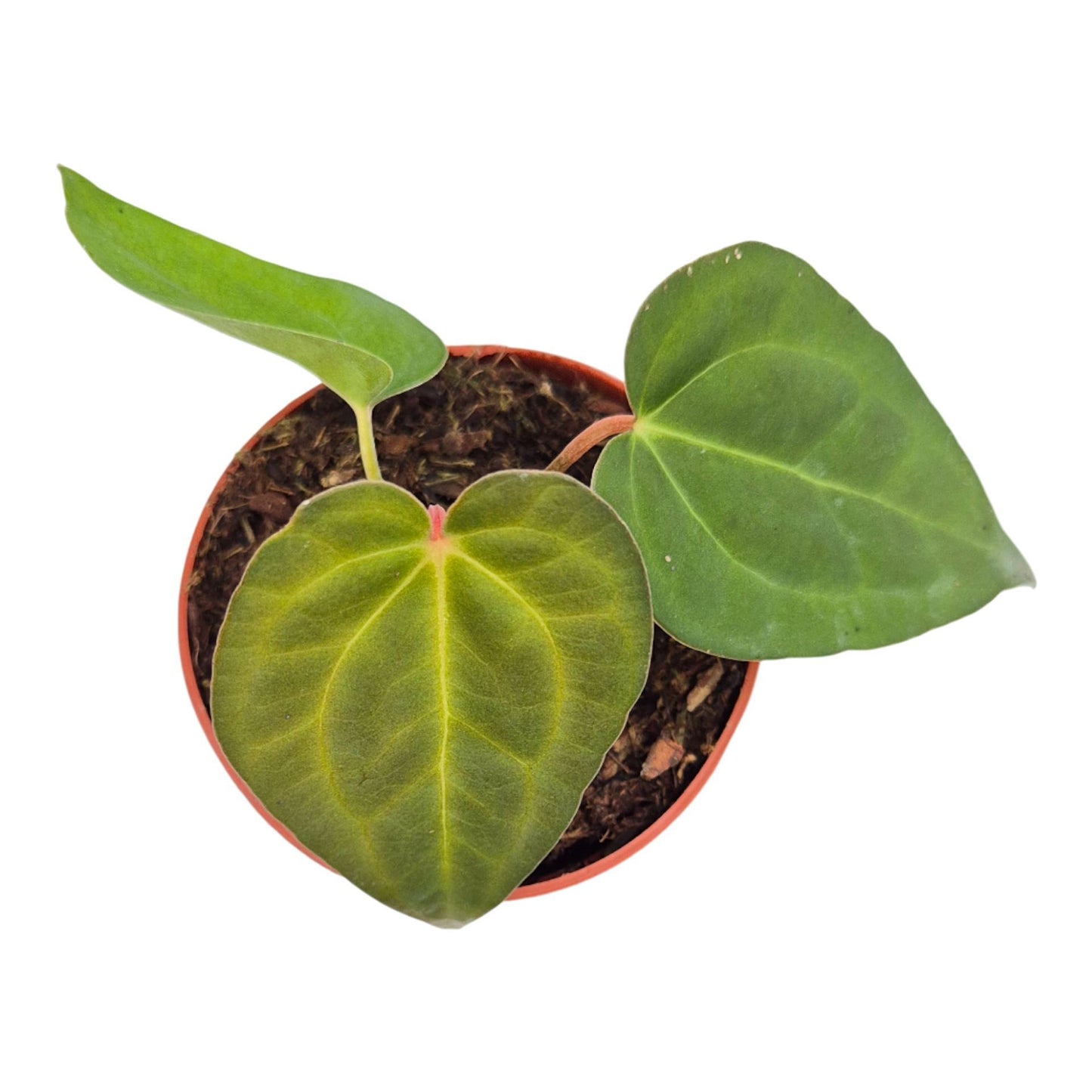 Anthurium Ace of Spades x Blue Papillilaminum