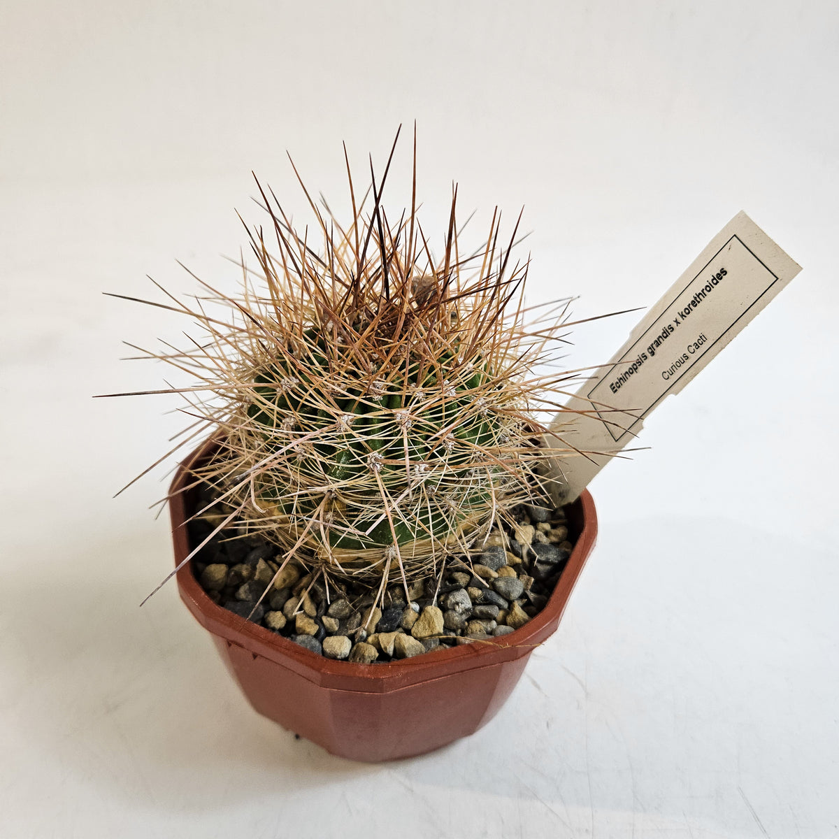 Cacti from Curious Cacti, Choose one from our selection