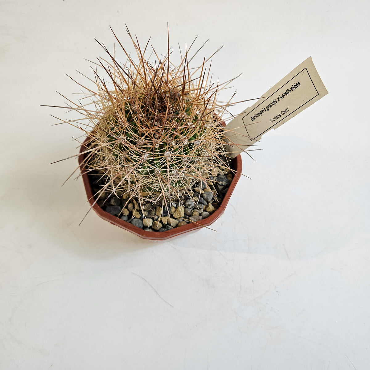 Cacti from Curious Cacti, Choose one from our selection