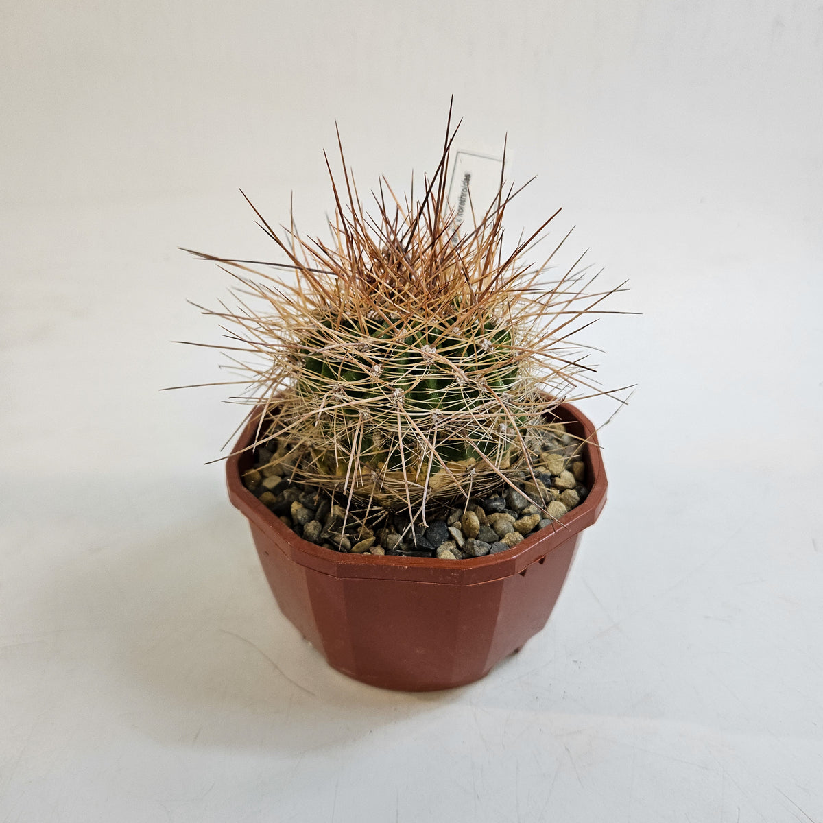 Cacti from Curious Cacti, Choose one from our selection