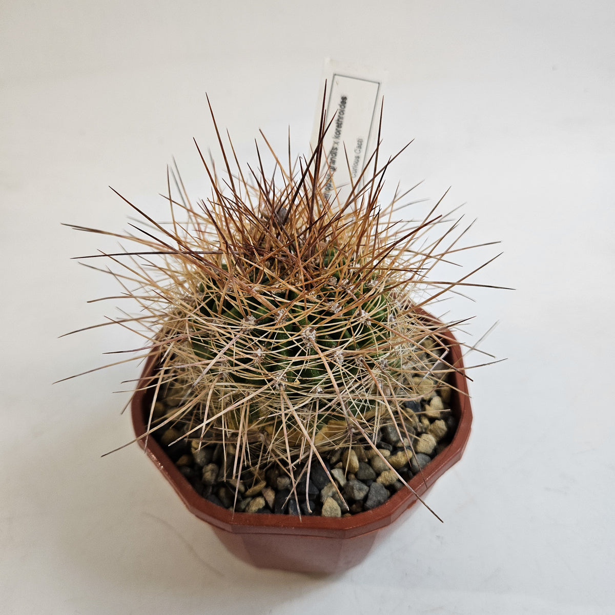 Cacti from Curious Cacti, Choose one from our selection