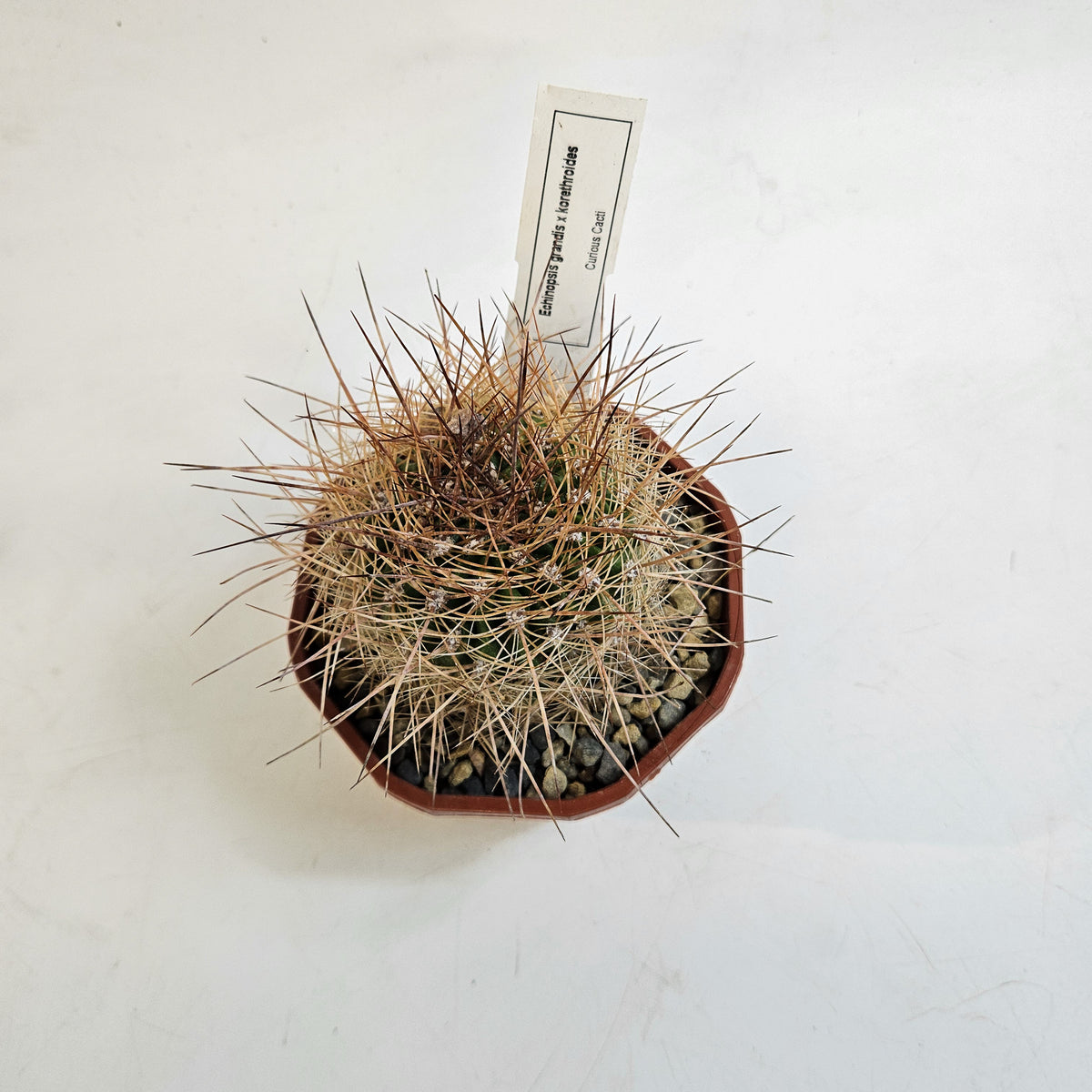 Cacti from Curious Cacti, Choose one from our selection