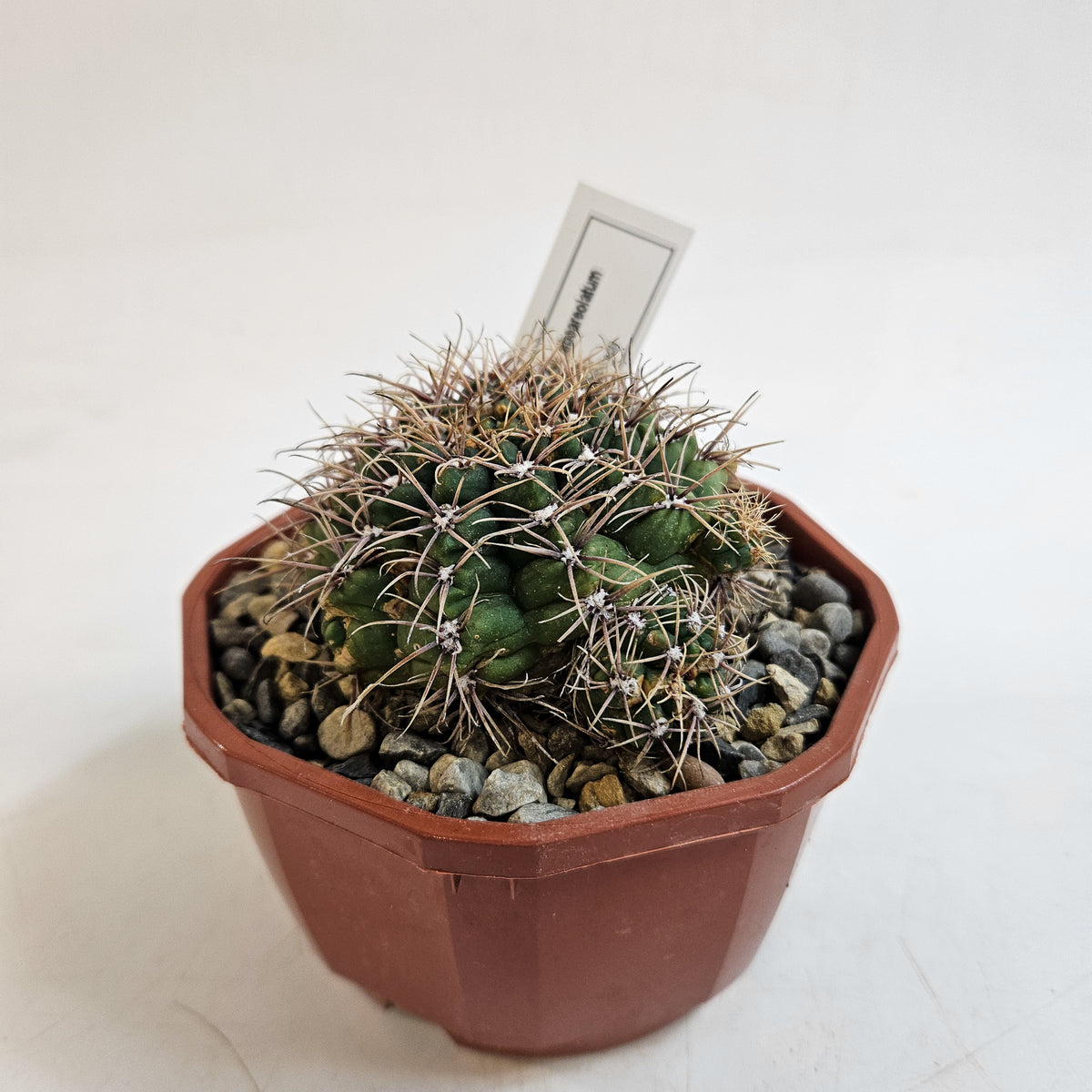Cacti from Curious Cacti, Choose one from our selection