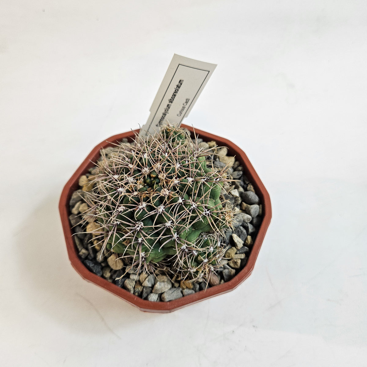 Cacti from Curious Cacti, Choose one from our selection
