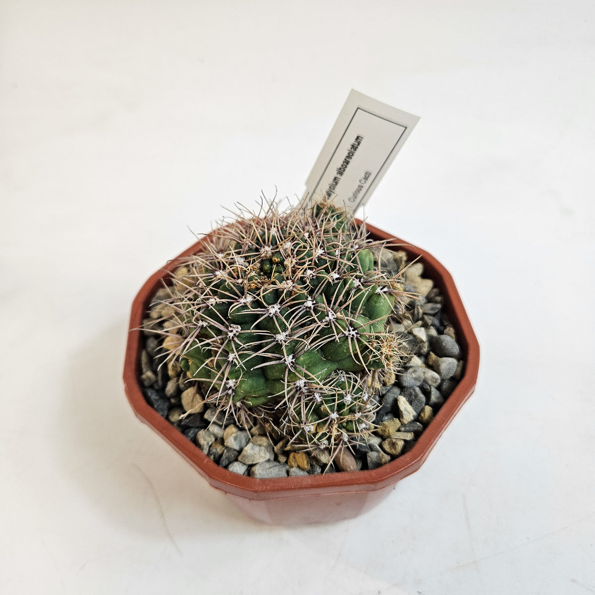 Cacti from Curious Cacti, Choose one from our selection