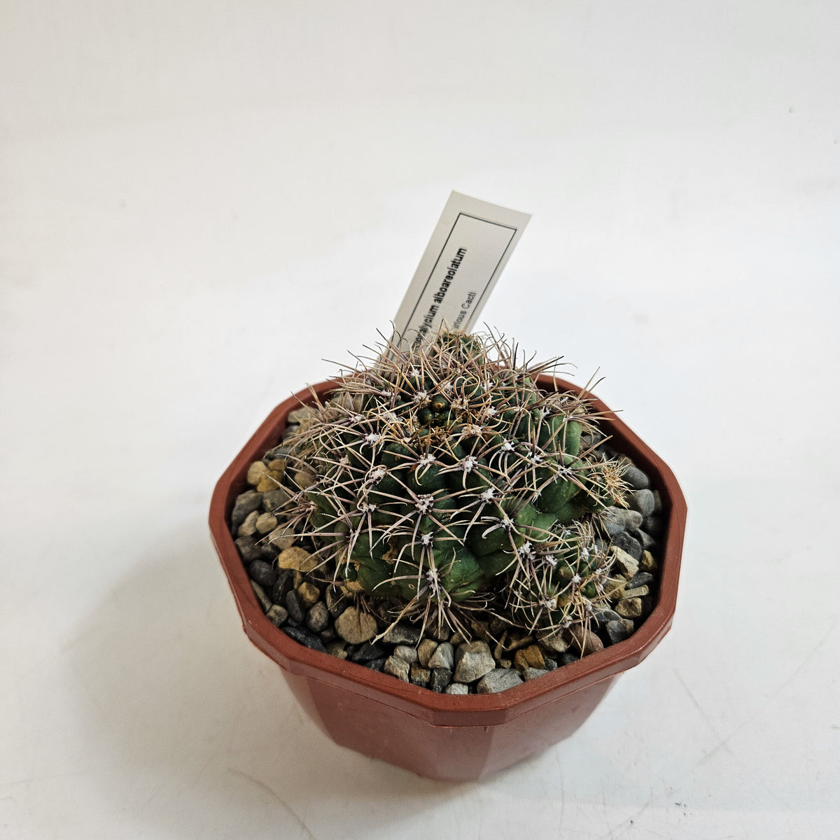 Cacti from Curious Cacti, Choose one from our selection