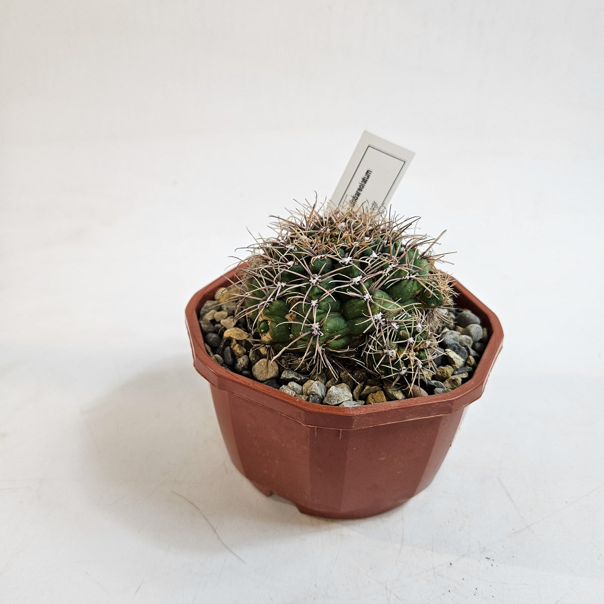 Cacti from Curious Cacti, Choose one from our selection