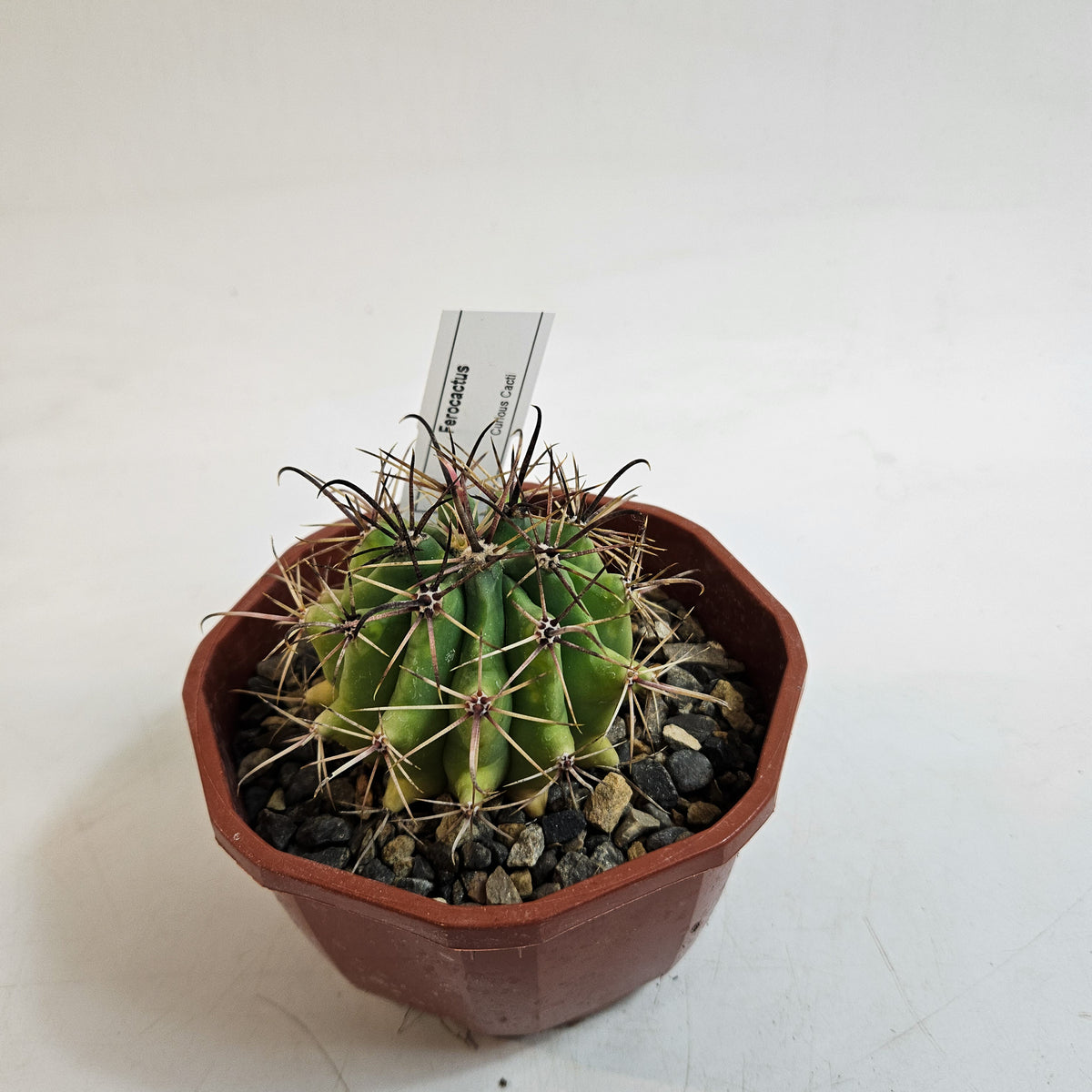 Cacti from Curious Cacti, Choose one from our selection