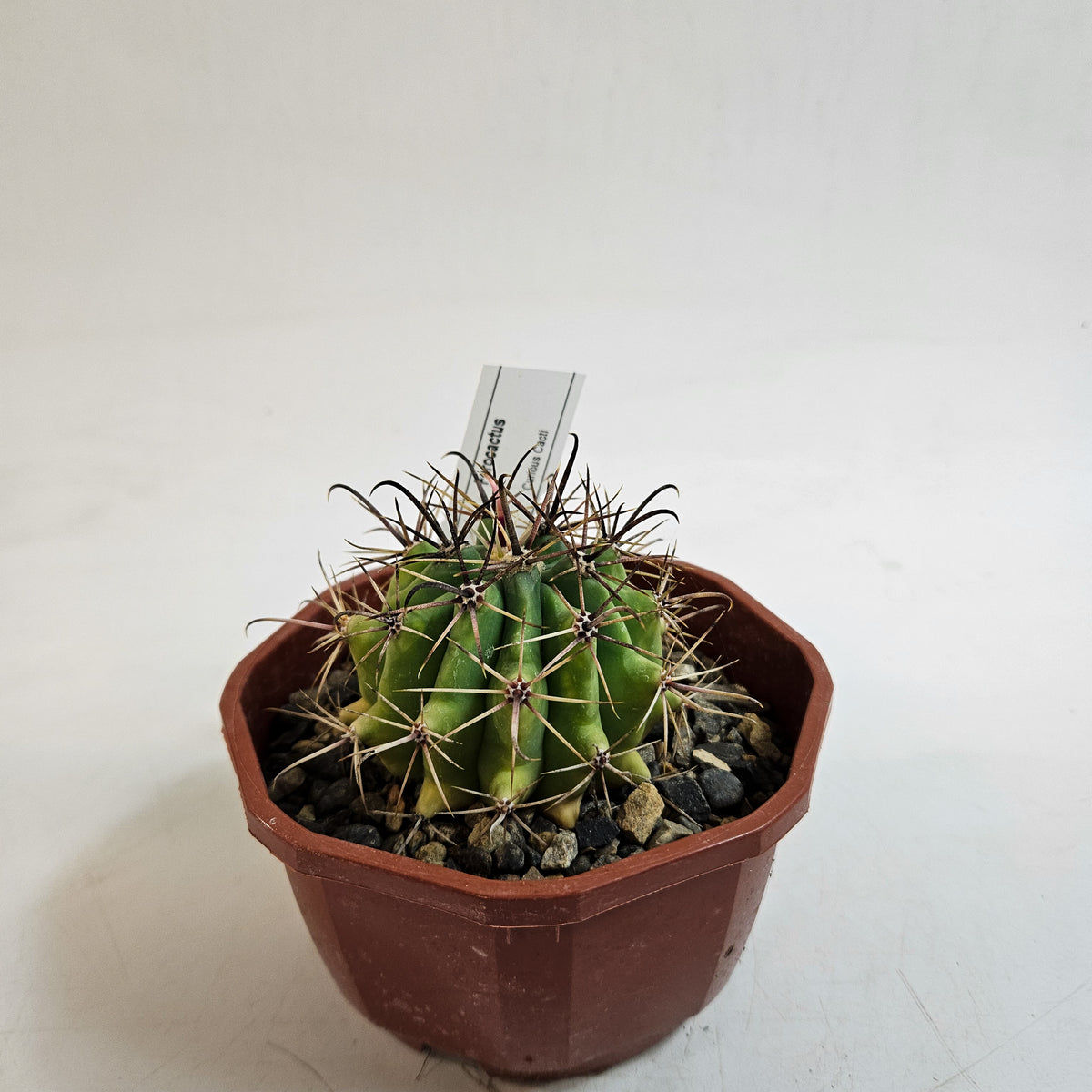 Cacti from Curious Cacti, Choose one from our selection