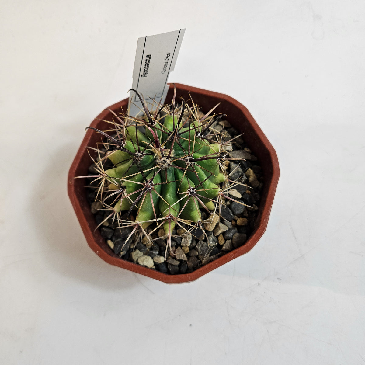 Cacti from Curious Cacti, Choose one from our selection