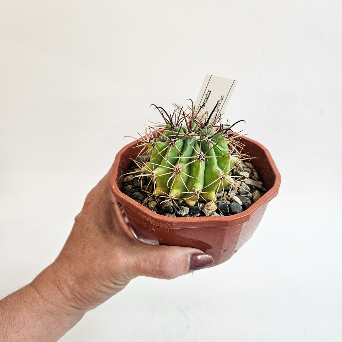 Cacti from Curious Cacti, Choose one from our selection
