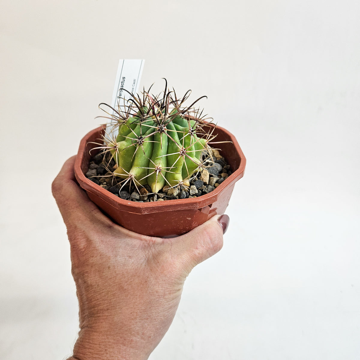 Cacti from Curious Cacti, Choose one from our selection