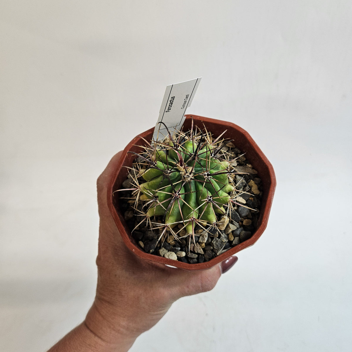 Cacti from Curious Cacti, Choose one from our selection