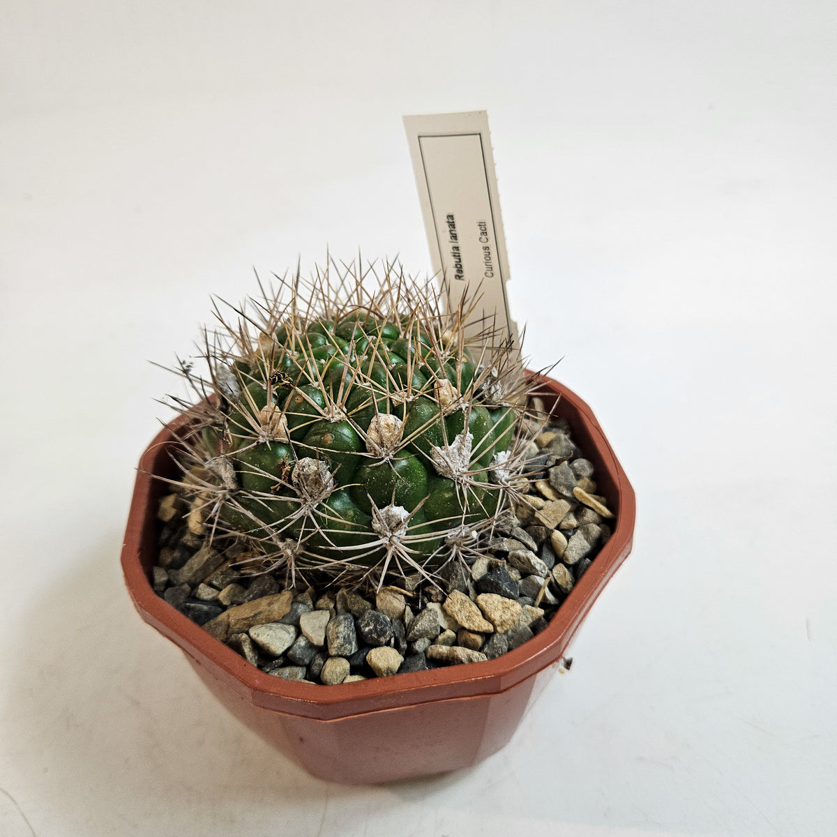 Cacti from Curious Cacti, Choose one from our selection