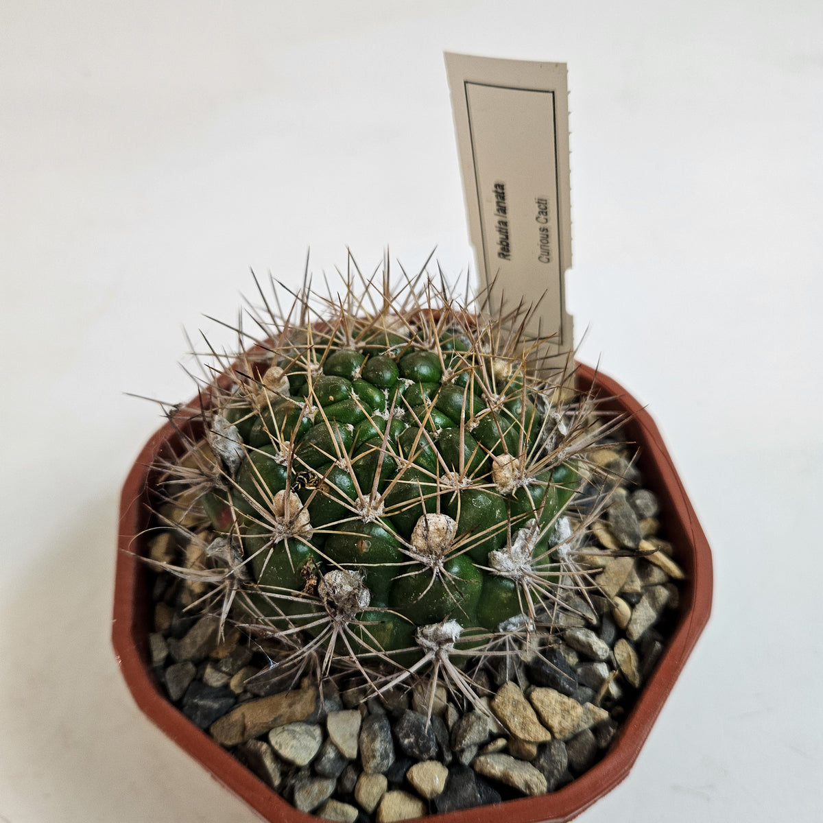 Cacti from Curious Cacti, Choose one from our selection