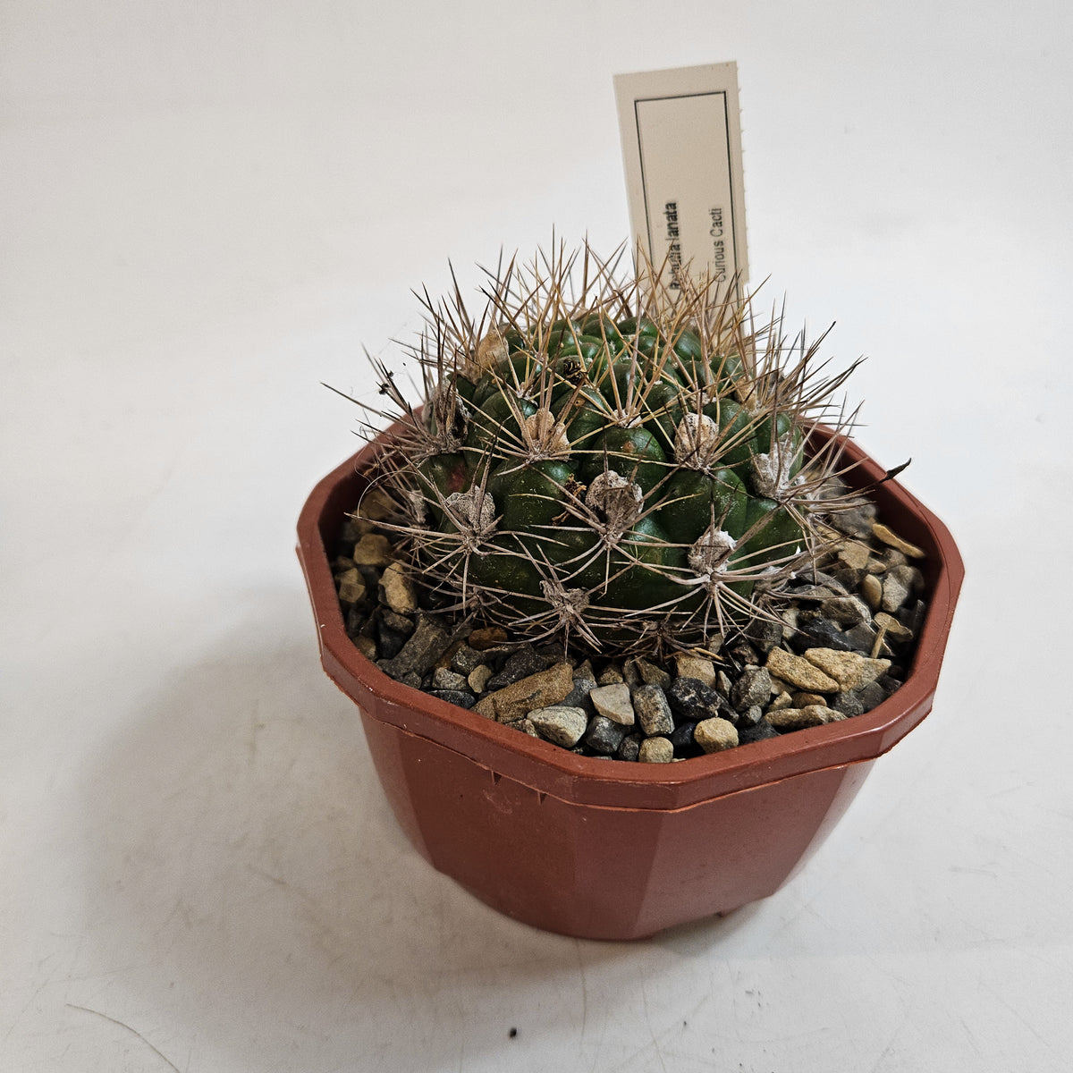 Cacti from Curious Cacti, Choose one from our selection