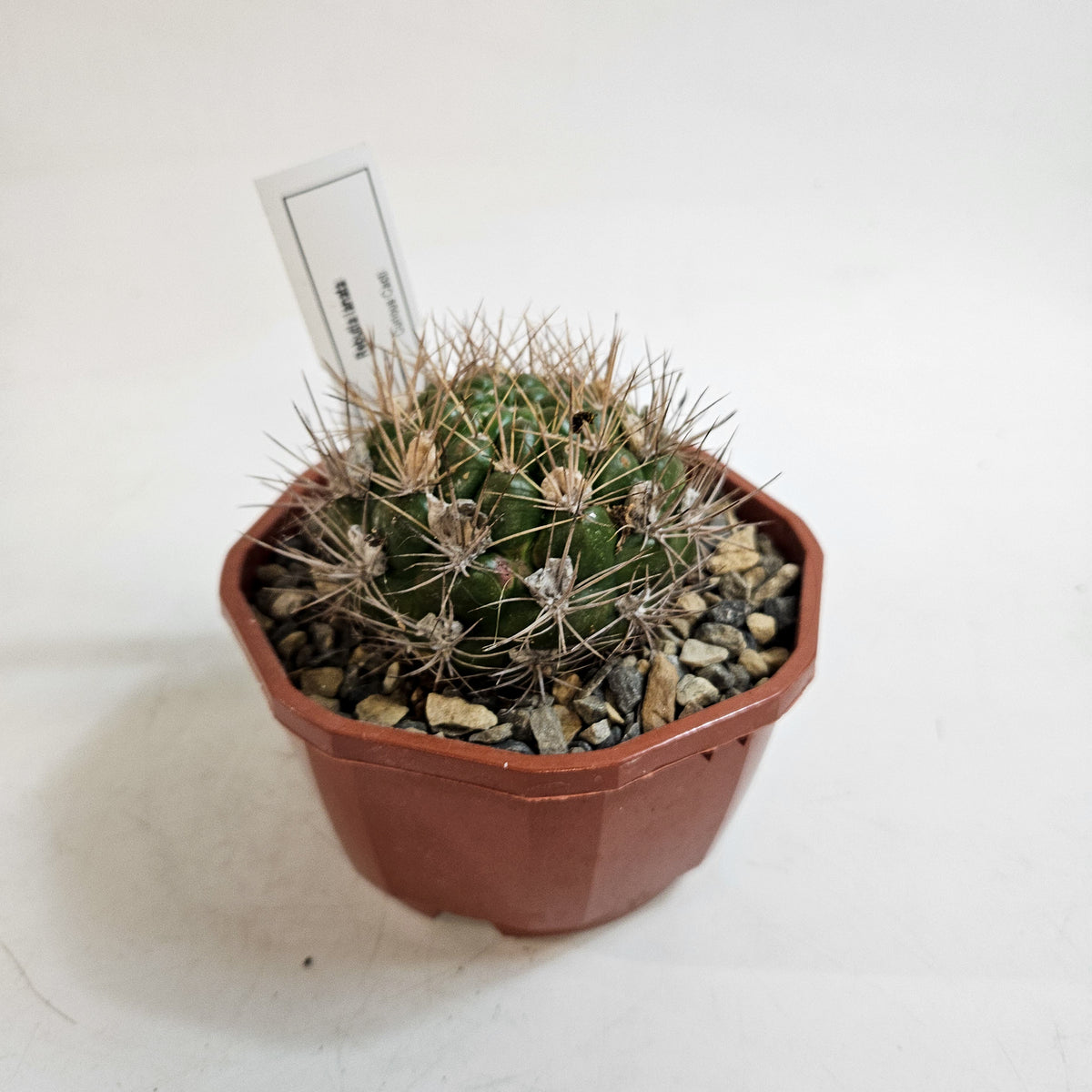 Cacti from Curious Cacti, Choose one from our selection