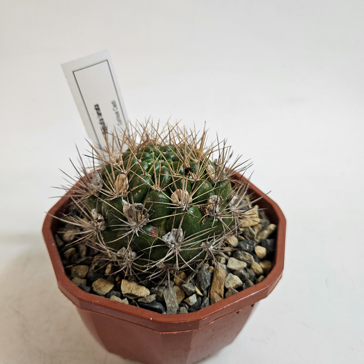 Cacti from Curious Cacti, Choose one from our selection
