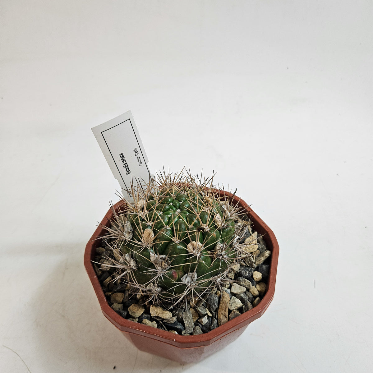 Cacti from Curious Cacti, Choose one from our selection