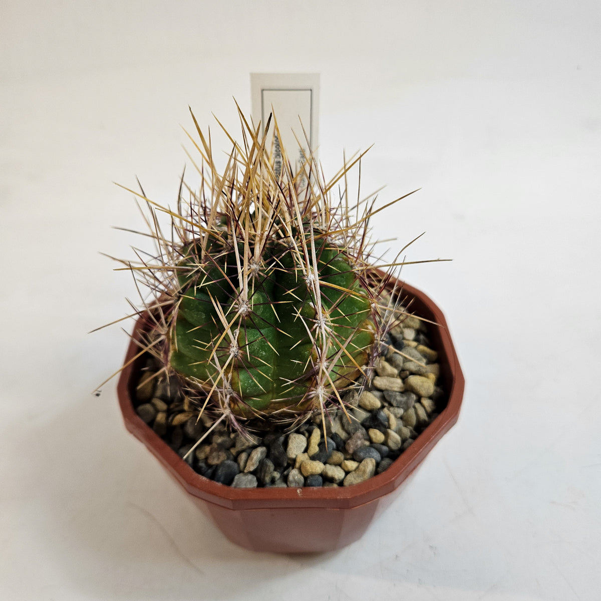 Cacti from Curious Cacti, Choose one from our selection